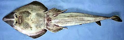 Rhinobatos (Rhinobatos) rhinobatos _06.jpg